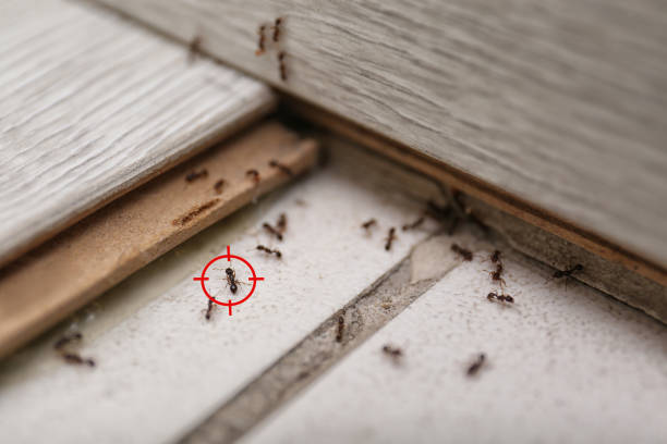 Best Pest Prevention Services  in Thermopolis, WY